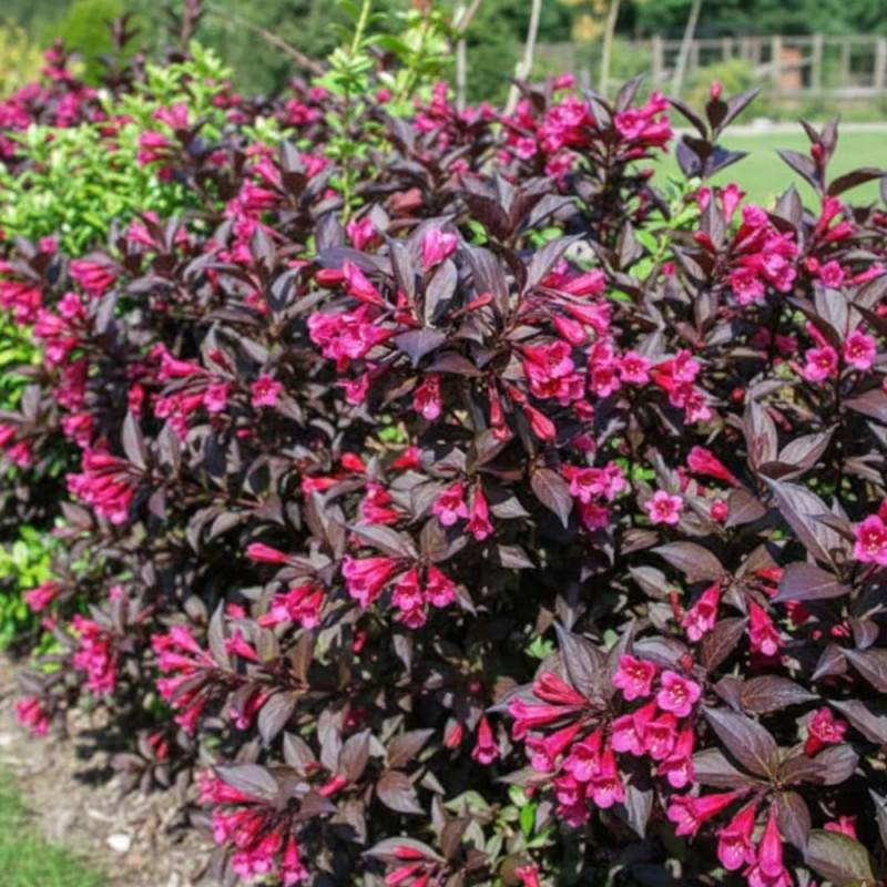Weigela Alexandra®, Weigelia à fleurs Rouge - feuillage Caduc - Pot de 3L - 40/60 cm-  hauteur à maturité De 1,50 m à 2,00 m - Image 3