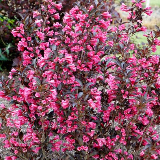 Weigela Alexandra®, Weigelia à fleurs Rouge - feuillage Caduc - Pot de 3L - 40/60 cm- hauteur à maturité De 1,50 m à 2,00 m - Image 7