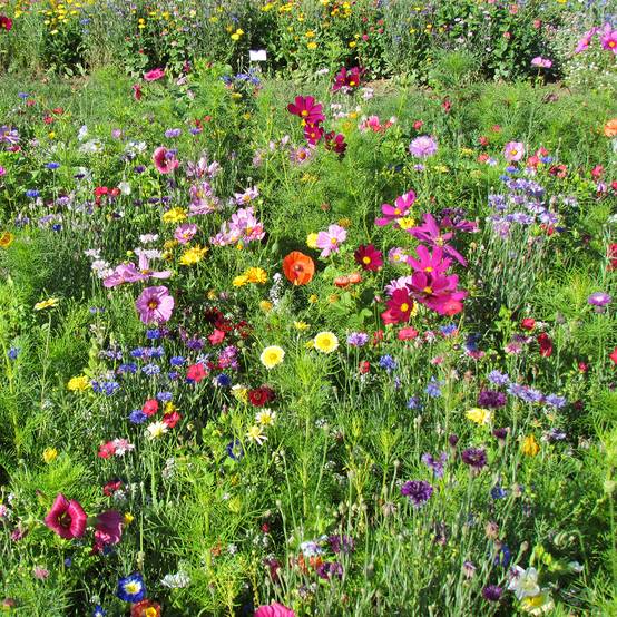 Jachère de fleurs hautes Couleurs de France production française pour 15 m?
