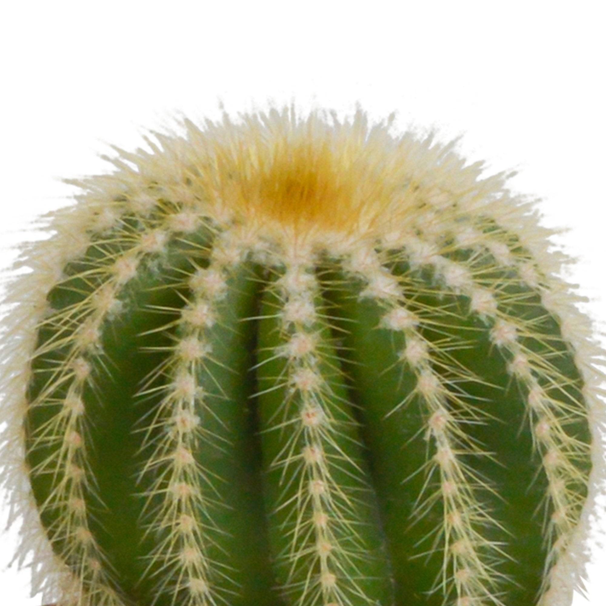 La Green Touch - Trio de Cactus- La Green Touch - Imagen 5