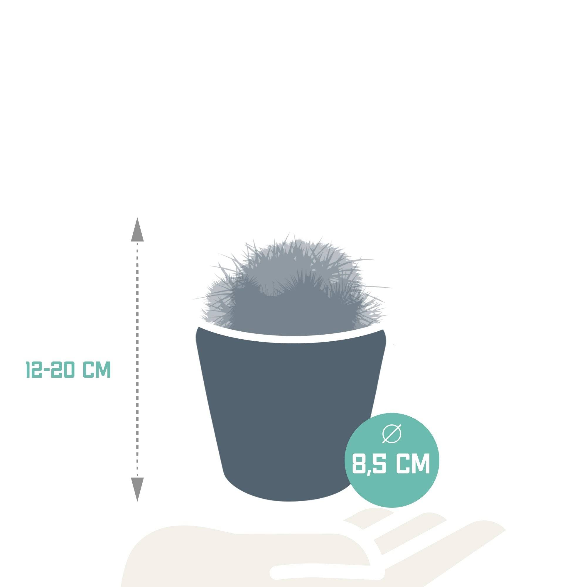 La Green Touch - Trio de Cactus- La Green Touch - Imagen 6