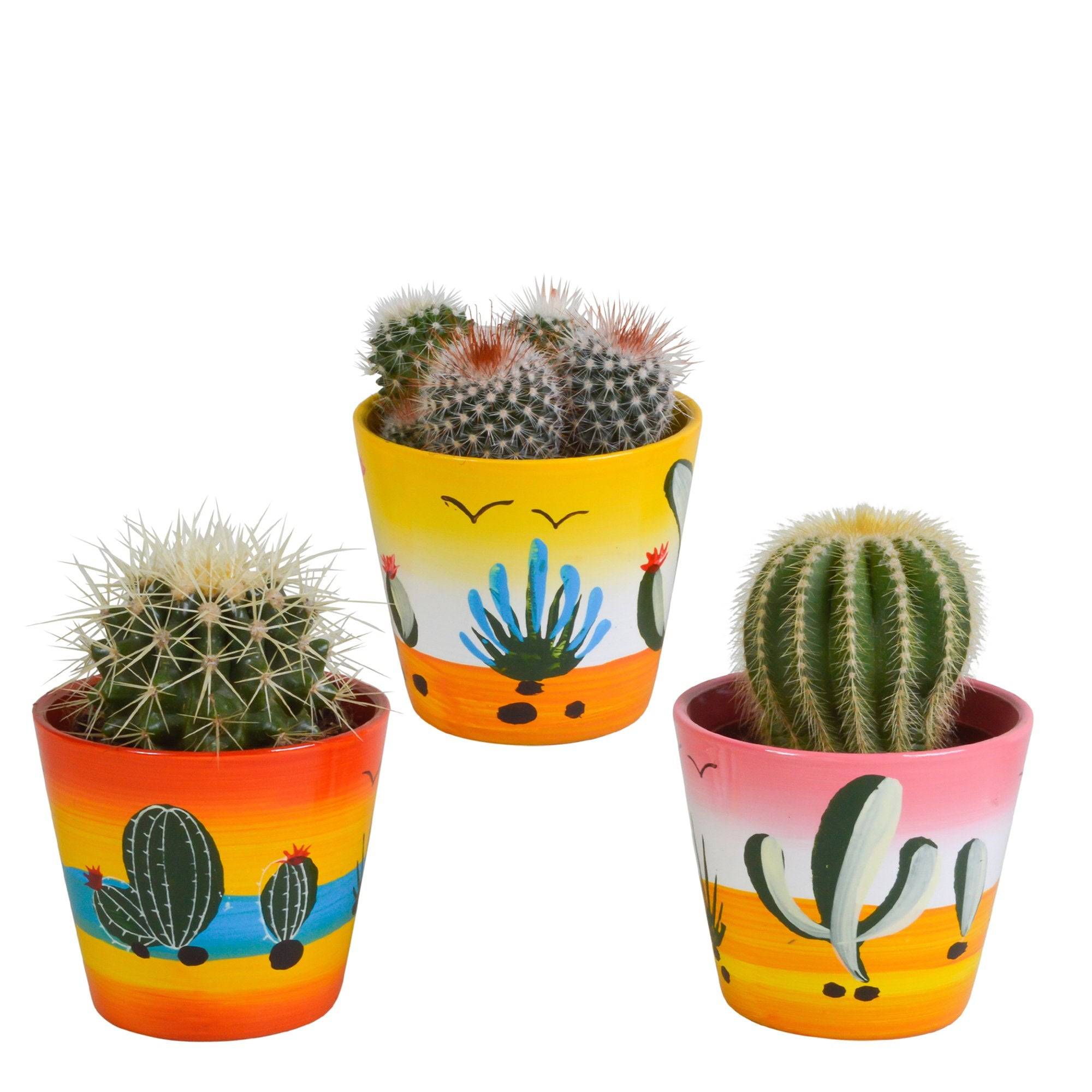 La Green Touch - Trio de Cactus- La Green Touch - Imagen 2
