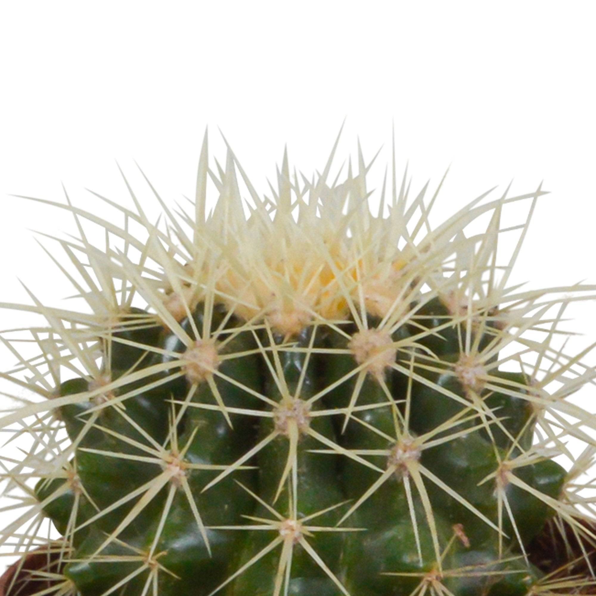 La Green Touch - Trio de Cactus- La Green Touch - Imagen 3