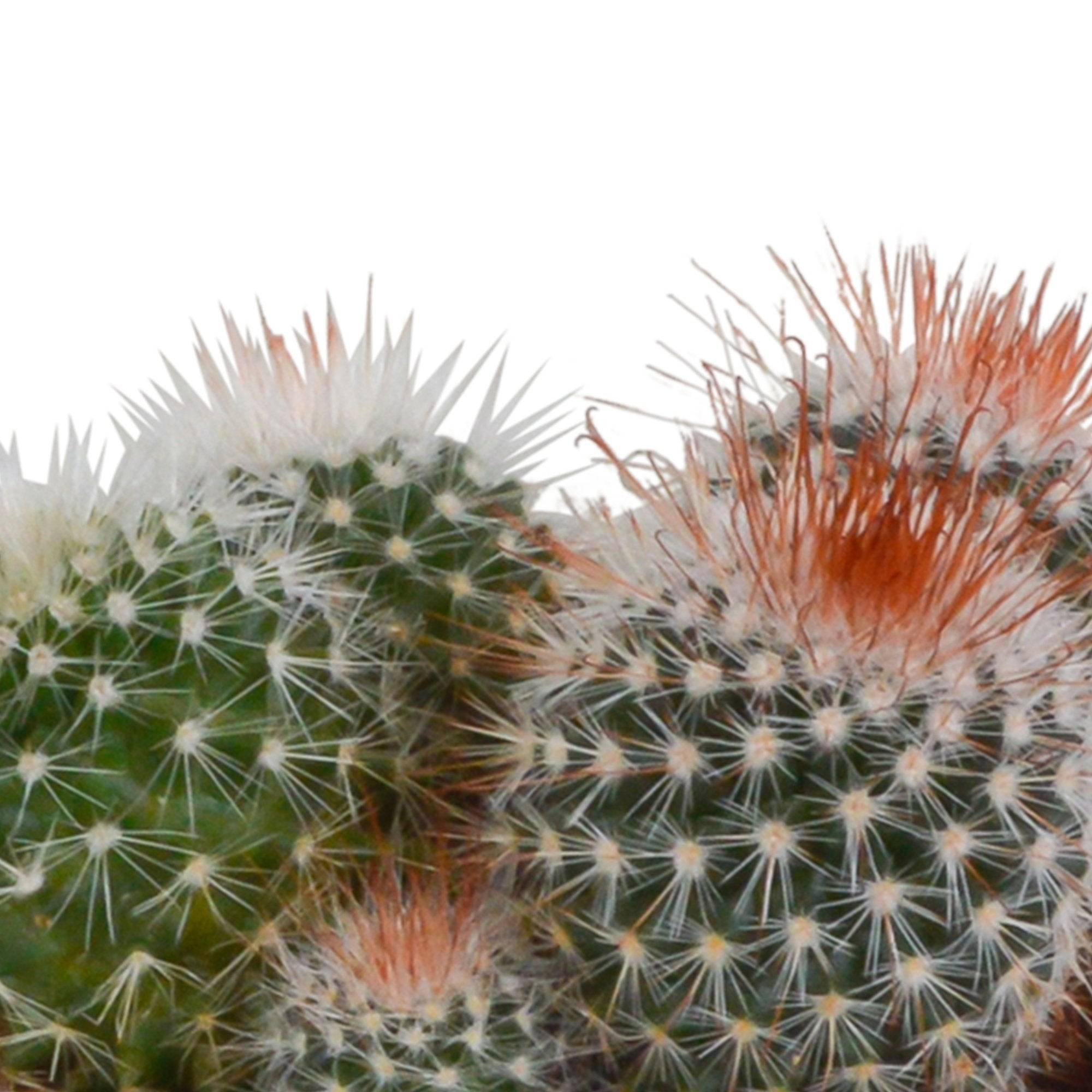 La Green Touch - Trio de Cactus- La Green Touch - Imagen 4