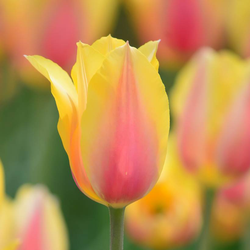 Promesse de Fleurs - Tulipe simple tardive Blushing Beauty Bulbe calibre 11+ (par 10)