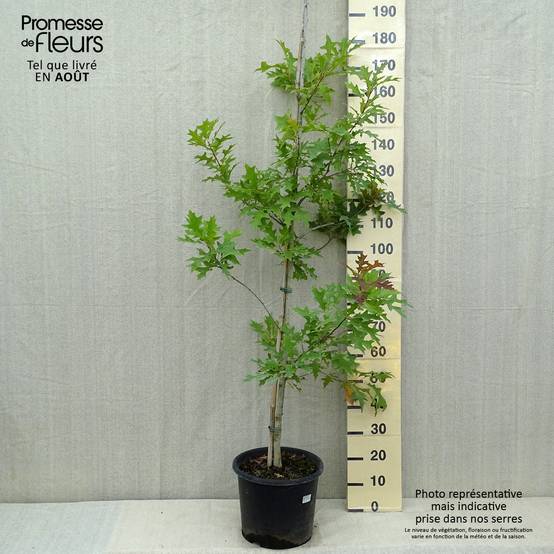Promesse de Fleurs - Quercus texana New Madrid - Chêne rouge du Texas Pot de 7,5L/10L - Image 2