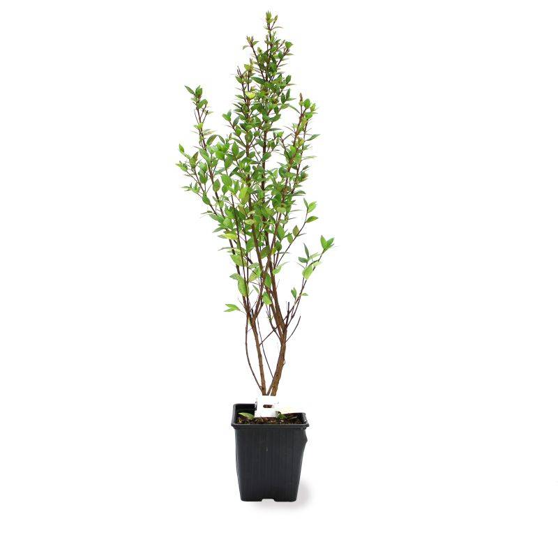 Myrte commun 'Pitchoun' BIO (Myrtus communis 'Pitchoun' BIO) - Godet 9cm - Pépinières Naudet - Image 2