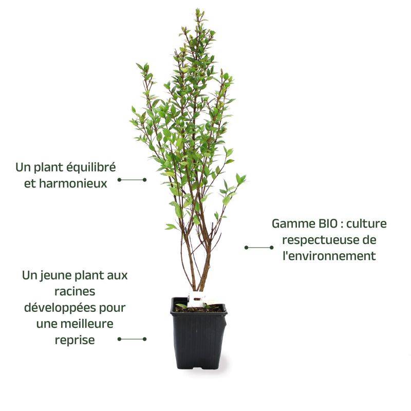 Myrte commun 'Pitchoun' BIO (Myrtus communis 'Pitchoun' BIO) - Godet 9cm - Pépinières Naudet - Image 3