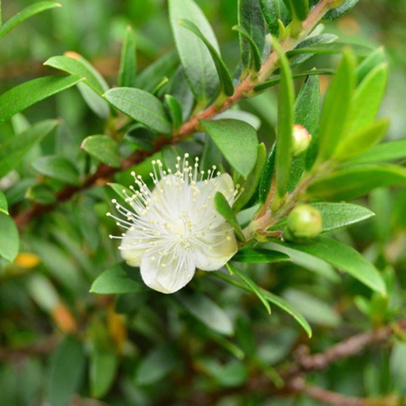 Myrte commun 'Pitchoun' BIO (Myrtus communis 'Pitchoun' BIO) - Godet 9cm - Pépinières Naudet - Image 1