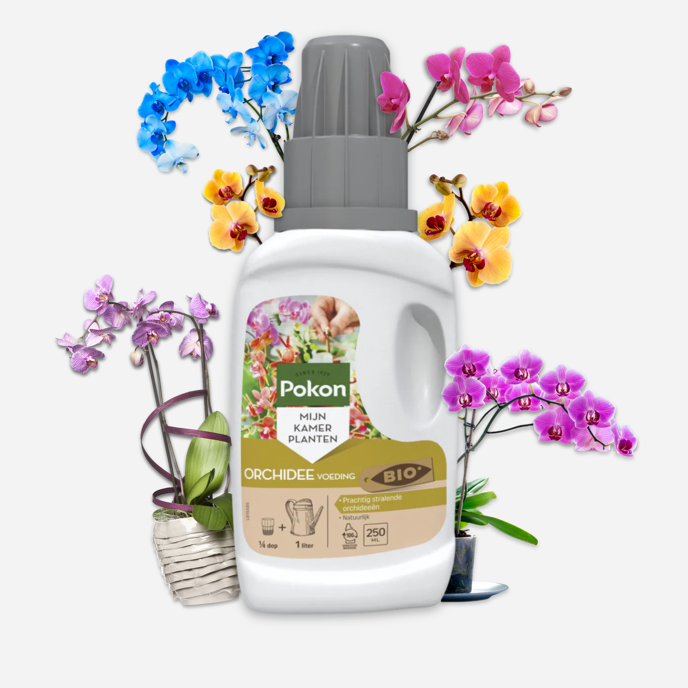 Pokon - Engrais liquide pour plantes Pokon - Orchidées - 250ml - Image 3