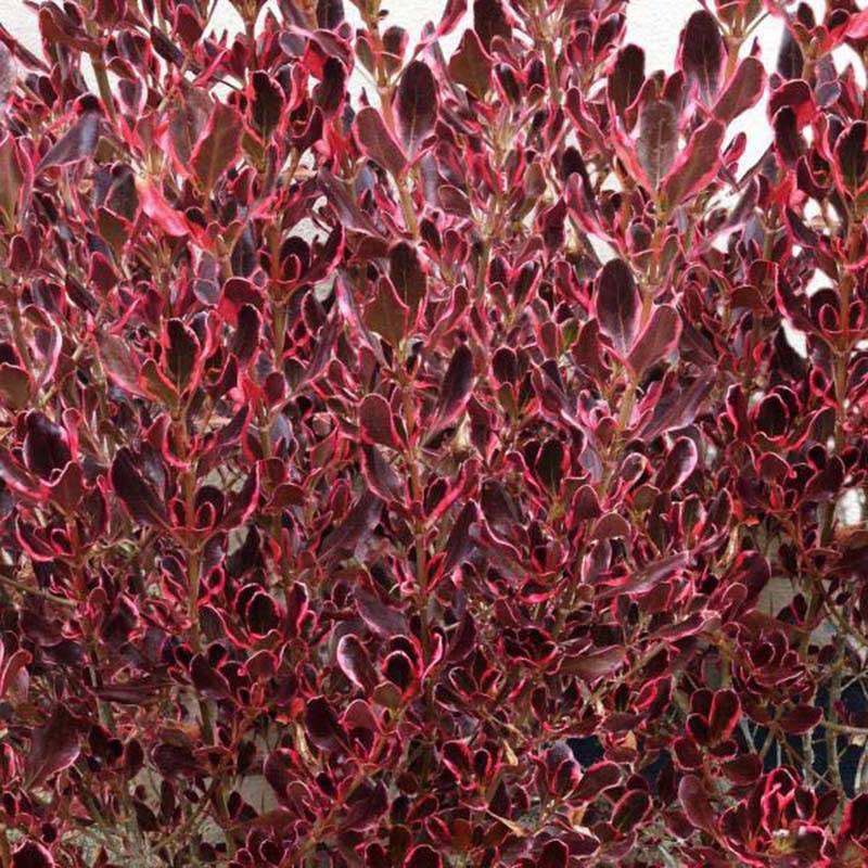 Promesse de Fleurs - Coprosma Pacific Dawn Pot de 2L/3L - Image 1