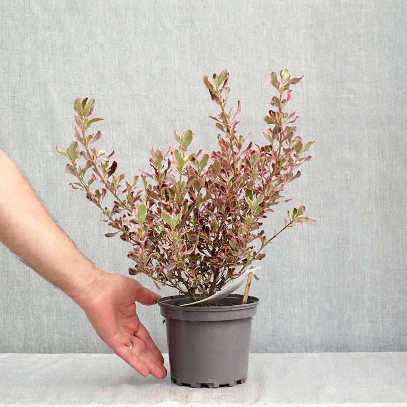 Promesse de Fleurs - Coprosma Pacific Dawn Pot de 2L/3L - Image 2