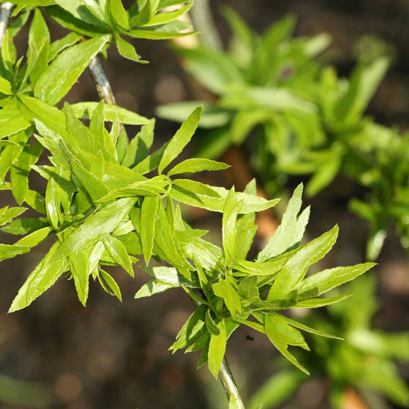 Promesse de Fleurs - Gleditsia triacanthos Goofy - Févier d'Amérique Pot de 4L/5L