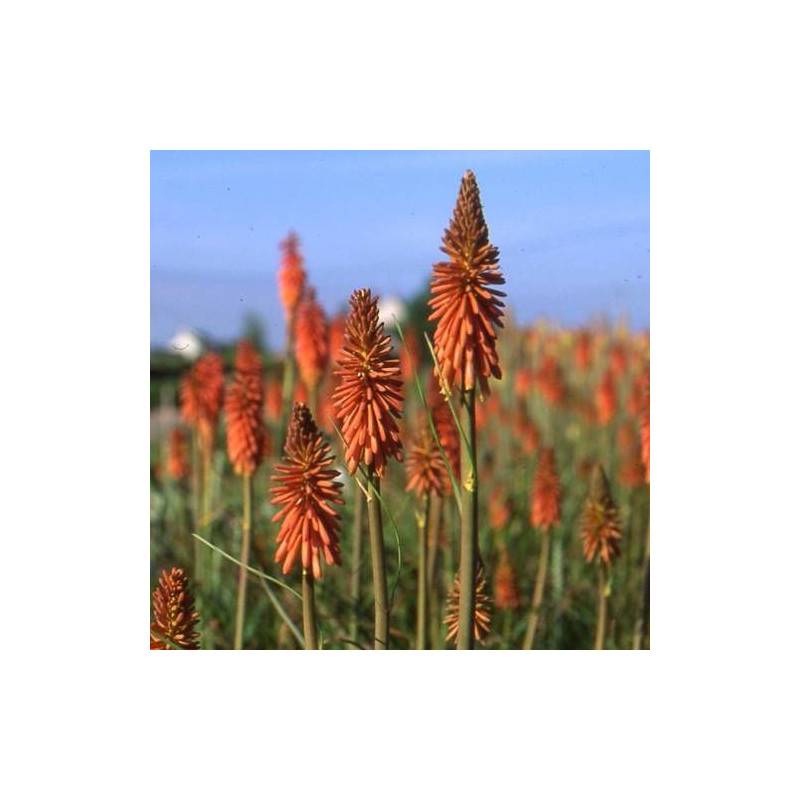 Kniphofia, Tison de Satan Vincent Lepage à fleurs Orange/ - feuillage Caduc - Godet - 5/20 cm