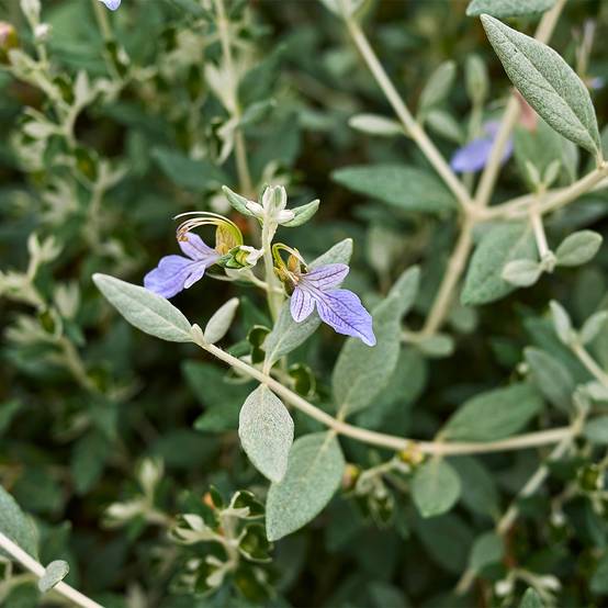 Teucrium fruticans Selection Erecta - Germandrée arbustive Godet de 8/9 cm - Image 1