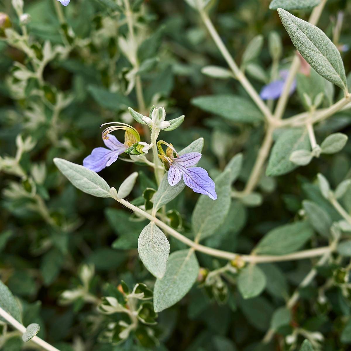 Teucrium fruticans Selection Erecta - Germandrée arbustive Godet de 8/9 cm - Imagen 1