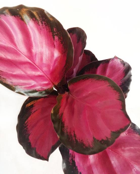 Calathea Roseopicta Crimson Small D. 9cm H. 15cm - Plante d'intérieur - IndoorPoppies - Image 3