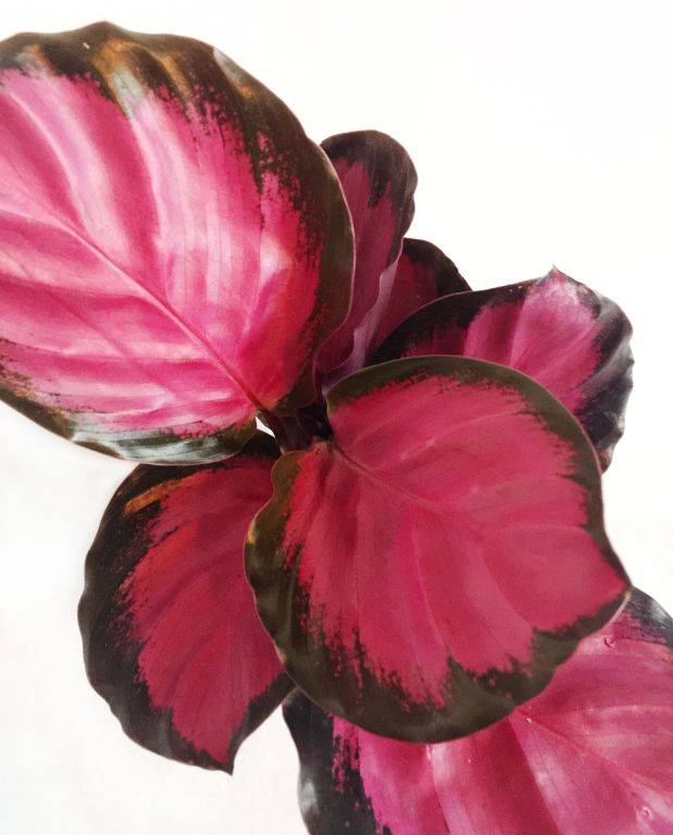 Calathea Roseopicta Crimson Small D. 9cm H. 15cm - Plante d'intérieur - IndoorPoppies - Image 3
