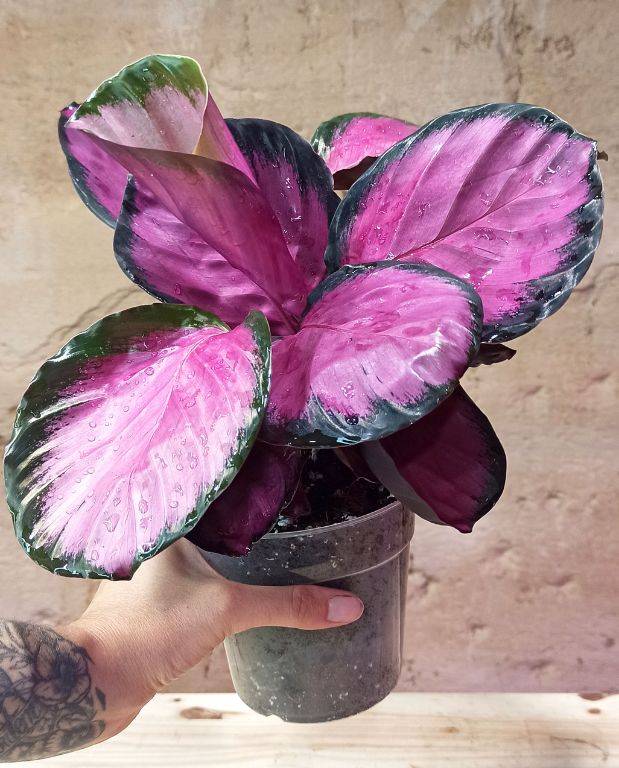 Calathea Roseopicta Crimson Small D. 9cm H. 15cm - Plante d'intérieur - IndoorPoppies - Image 2