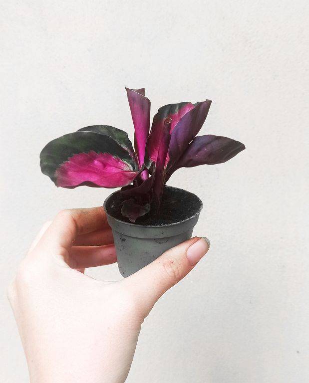 Calathea Roseopicta Crimson Small D. 9cm H. 15cm - Plante d'intérieur - IndoorPoppies - Image 4