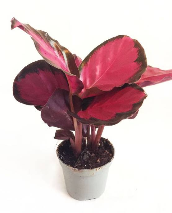Calathea Roseopicta Crimson Small D. 9cm H. 15cm - Plante d'intérieur - IndoorPoppies - Image 1