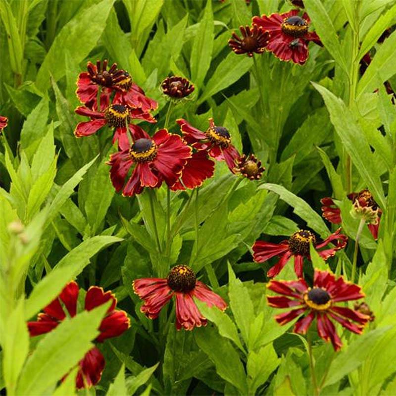 Helenium Potter's Wheel - Hélénie Godet de 8/9 cm