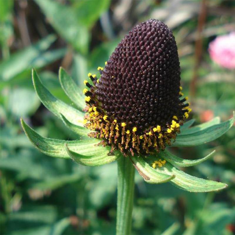 Rudbeckia occidentalis Green Wizard Pot de 2L/3L