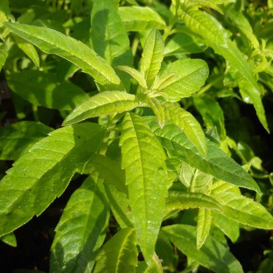 Verveine citronnelle - Aloysia triphylla en plants Godet de 7/8 cm
