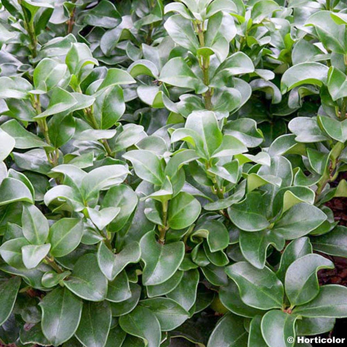 Promesse de Fleurs - Troène du Japon - Ligustrum japonicum Rotundifolium Pot de 2L/3L - Image 1