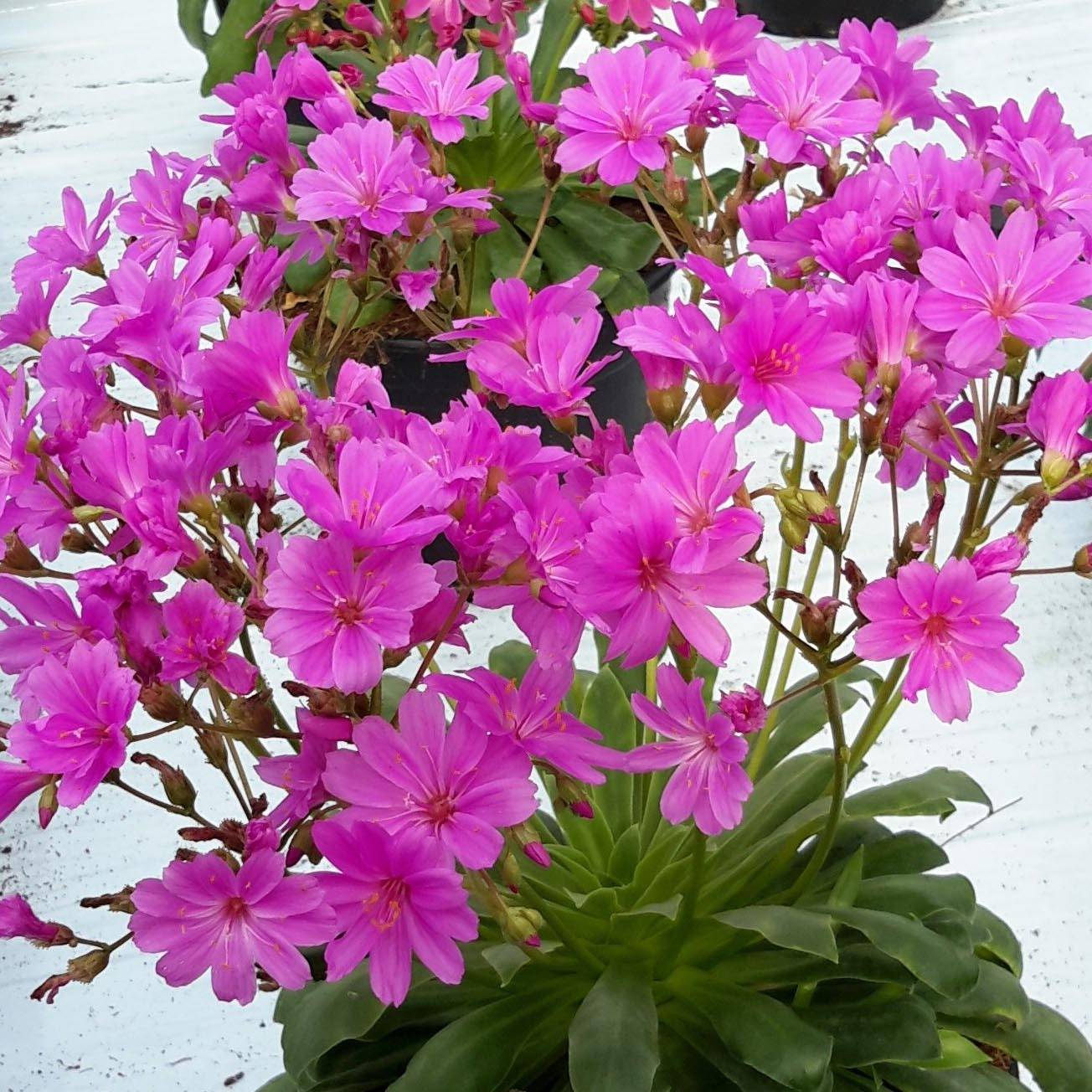 Promesse de Fleurs - Lewisia cotyledon Elise Ultra Violet Mini-motte Ø 1,5/2,5 cm (par 3)