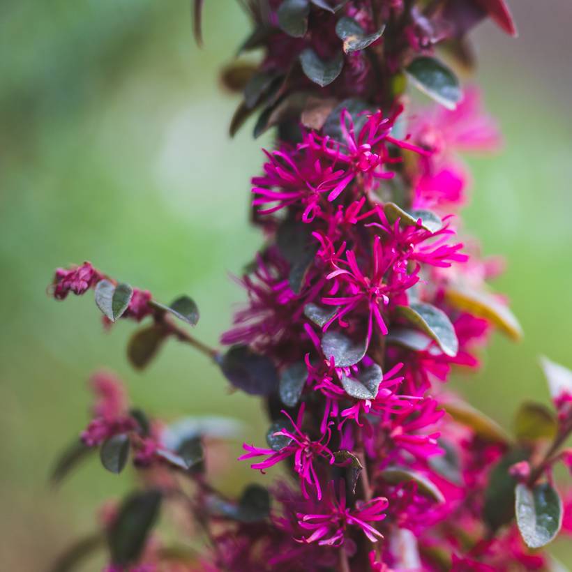Loropetalum chinense Rose in Black - Loropétale de Chine Pot de 2L/3L