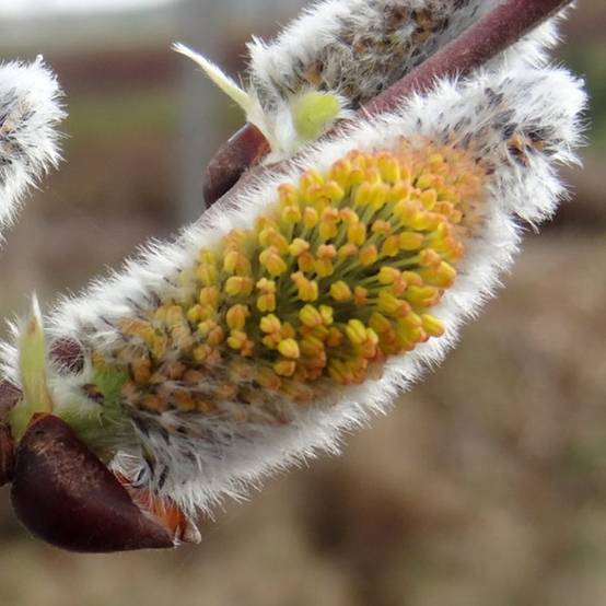 Salix caprea Gold-Bienenkätzchen - Saule marsault Pot de 3L/4L - Image 1