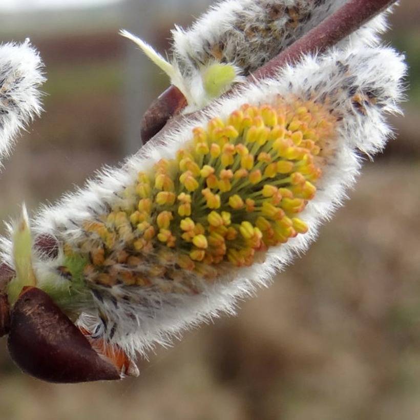 Salix caprea Gold-Bienenkätzchen - Saule marsault Pot de 3L/4L - Image 1