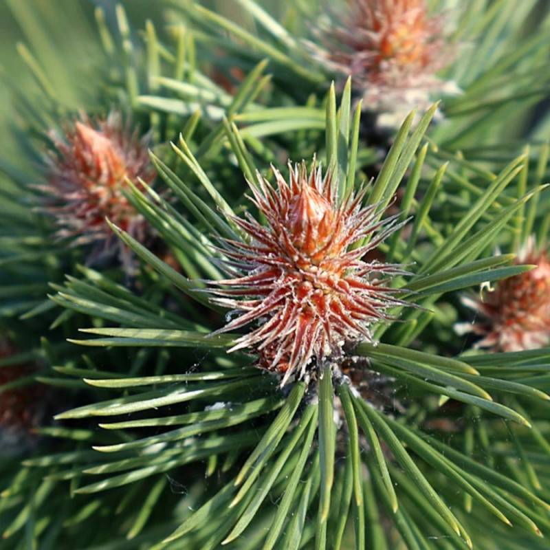 Pin noir BAMBINO® 'Gaëlle Bregeon', Pinus - Pot de 3L - 20/40 cm - Image 4