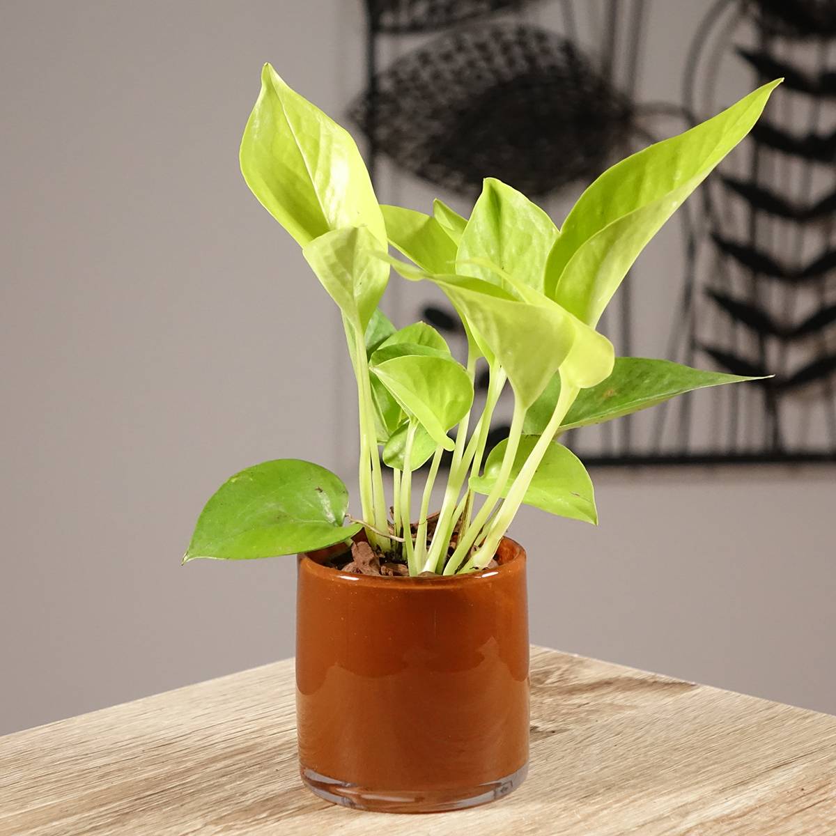 Philodendron Neon Mini-plante