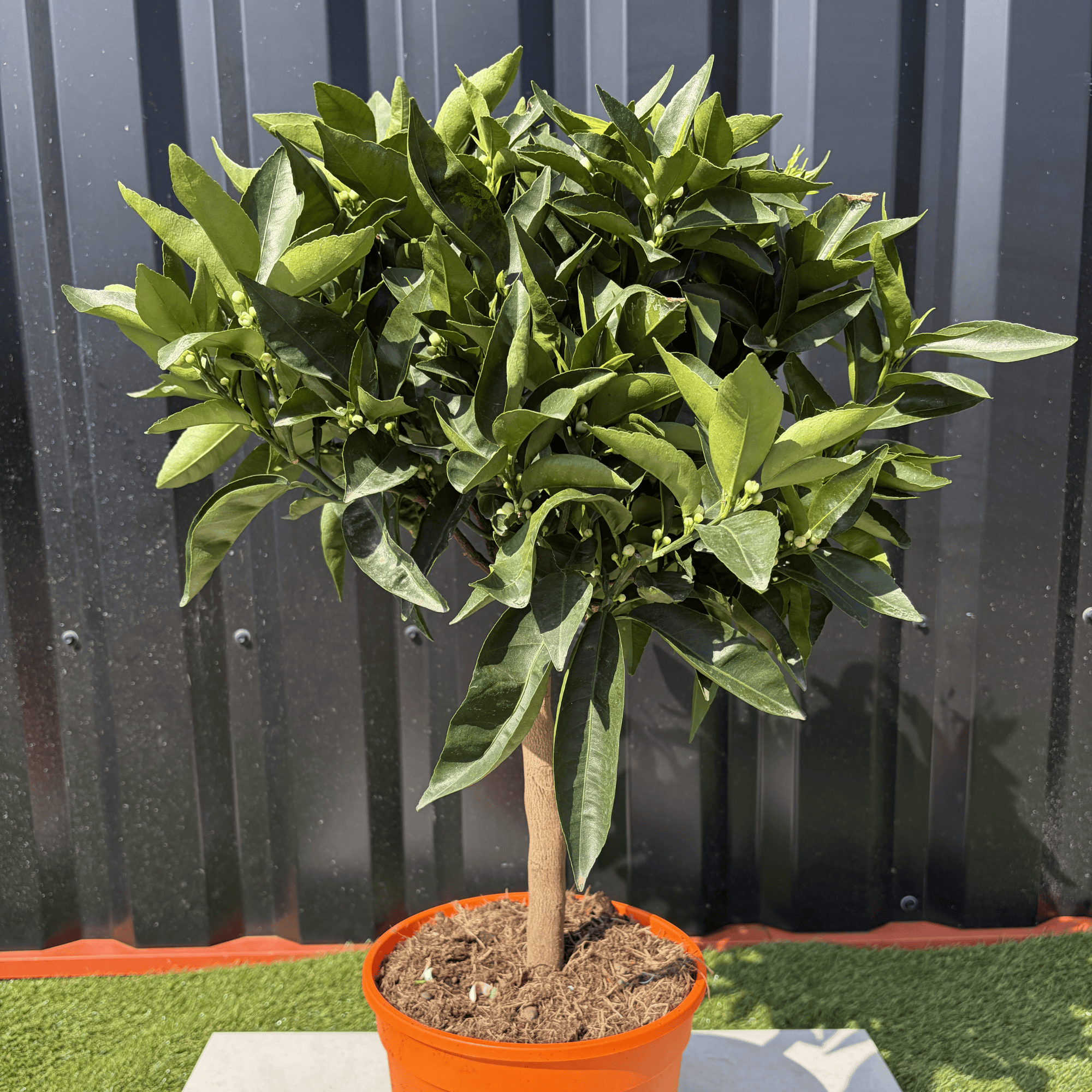 Clémentinier Citrus Clementina Hauteur 70 cm - Image 4