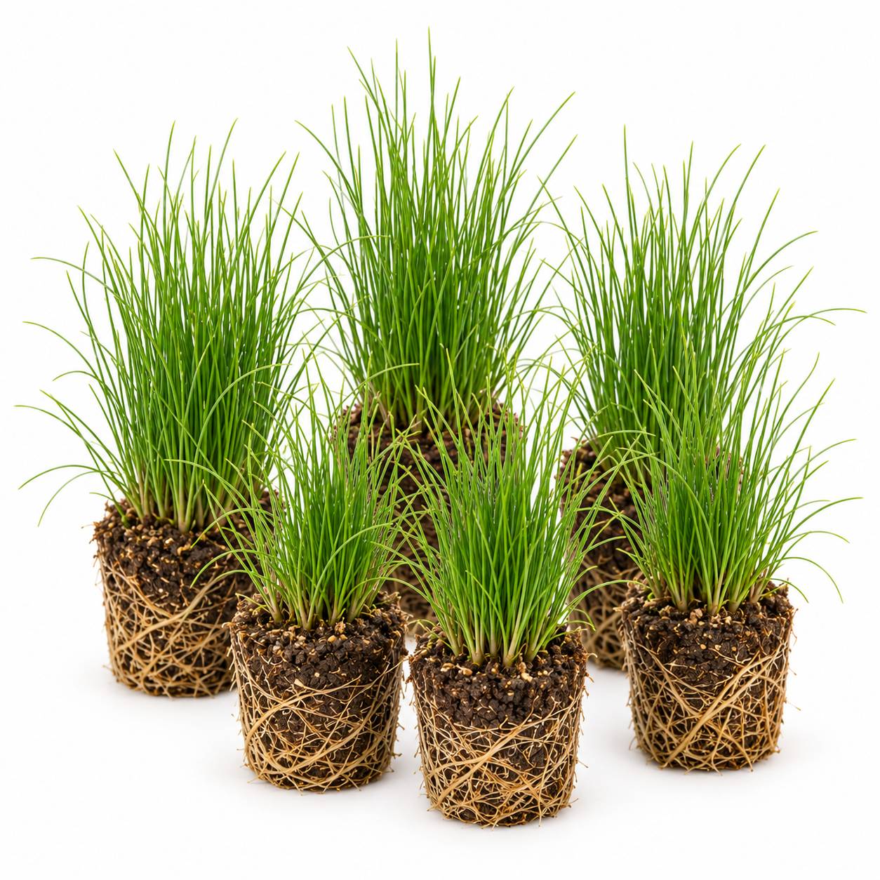 Scirpe épingle - Eleocharis acicularis - 12 plantes - Image 1