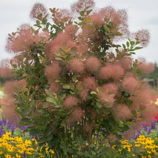 Arbre à perruque Flame, Cotinus à fleurs Blanche - feuillage Caduc - Pot de 4L - 40/60 cm- hauteur à maturité De 2,50 m à 3,00 m - Image 2