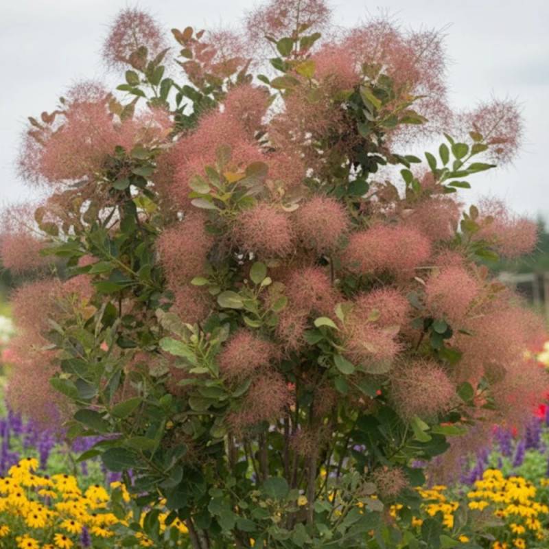 Arbre à perruque Flame, Cotinus à fleurs Blanche - feuillage Caduc - Pot de 4L - 40/60 cm-  hauteur à maturité De 2,50 m à 3,00 m - Image 2
