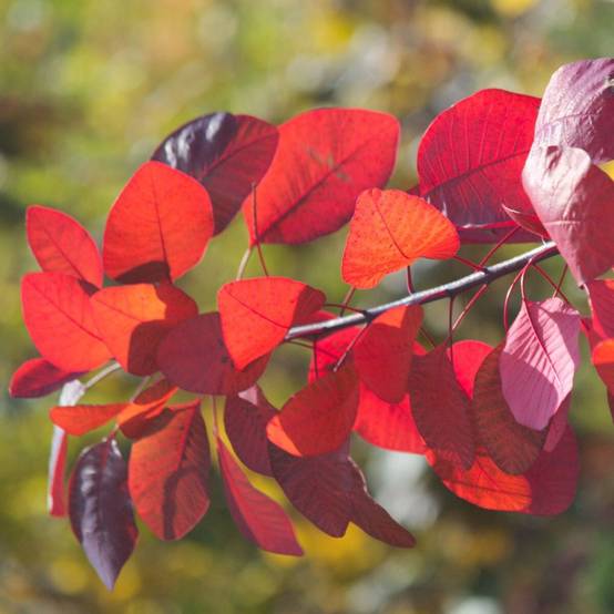 Arbre à perruque Flame, Cotinus à fleurs Blanche - feuillage Caduc - Pot de 4L - 40/60 cm- hauteur à maturité De 2,50 m à 3,00 m - Image 1