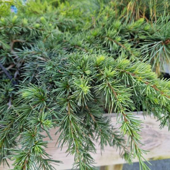 Cèdre de l'Himalaya nain Feeling Blue, Cedrus deodara - Pot de 5L - 40/60 cm - Image 6