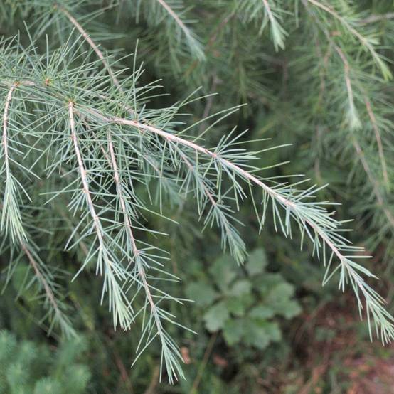 Cèdre de l'Himalaya nain Feeling Blue, Cedrus deodara - Pot de 5L - 40/60 cm - Image 2
