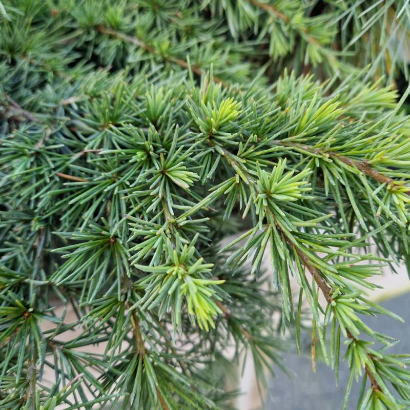 Cèdre de l'Himalaya nain Feeling Blue, Cedrus deodara - Pot de 5L - 40/60 cm - Image 5