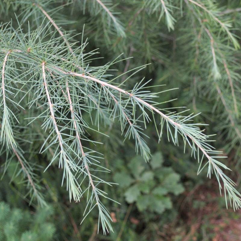 Cèdre de l'Himalaya nain Feeling Blue, Cedrus deodara - Pot de 5L - 40/60 cm