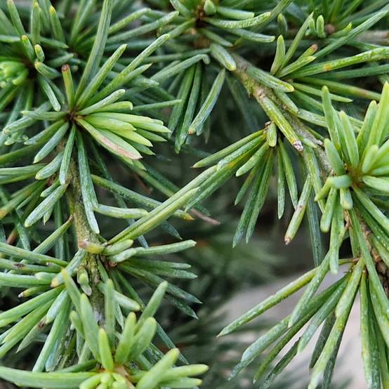Cèdre de l'Himalaya nain Feeling Blue, Cedrus deodara - Pot de 5L - 40/60 cm - Image 4
