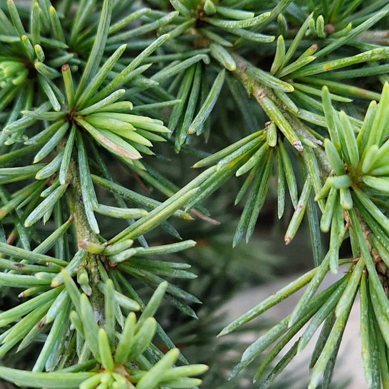 Cèdre de l'Himalaya nain Feeling Blue, Cedrus deodara - Pot de 5L - 40/60 cm - Image 4