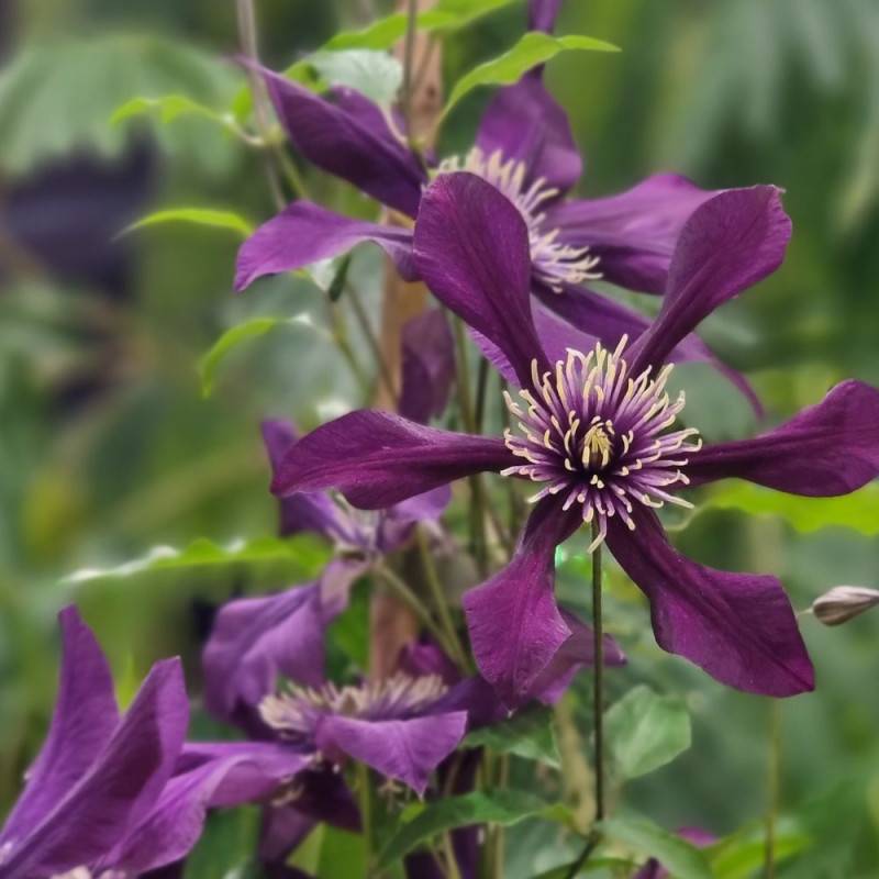 Clématite integrifolia Panther à fleurs Violette - feuillage Caduc - Pot de 1,5L - Tuteur bambou 30/60 cm-  hauteur à maturité De 1,00 m à 1,50 m - Imagen 6