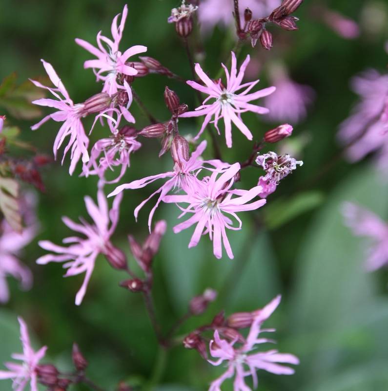 Lychnis flos-cuculi - Oeillet des près Godet de 8/9 cm