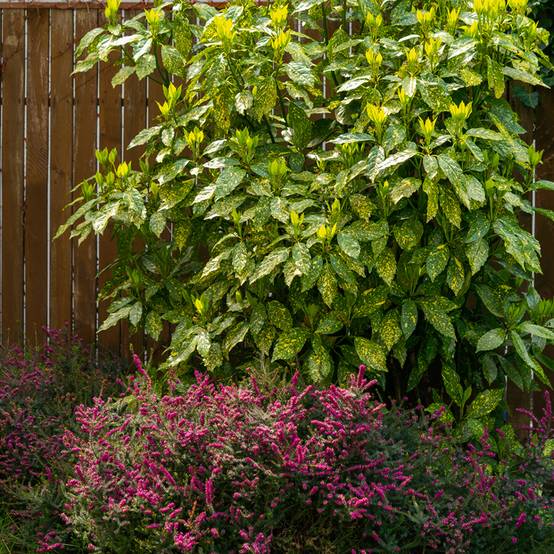 Promesse de Fleurs - Aucuba japonica Variegata Pot de 2L/3L - Image 1