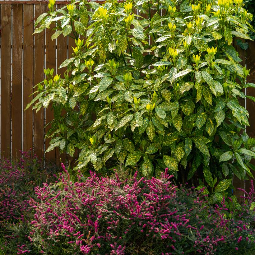 Promesse de Fleurs - Aucuba japonica Variegata Pot de 2L/3L